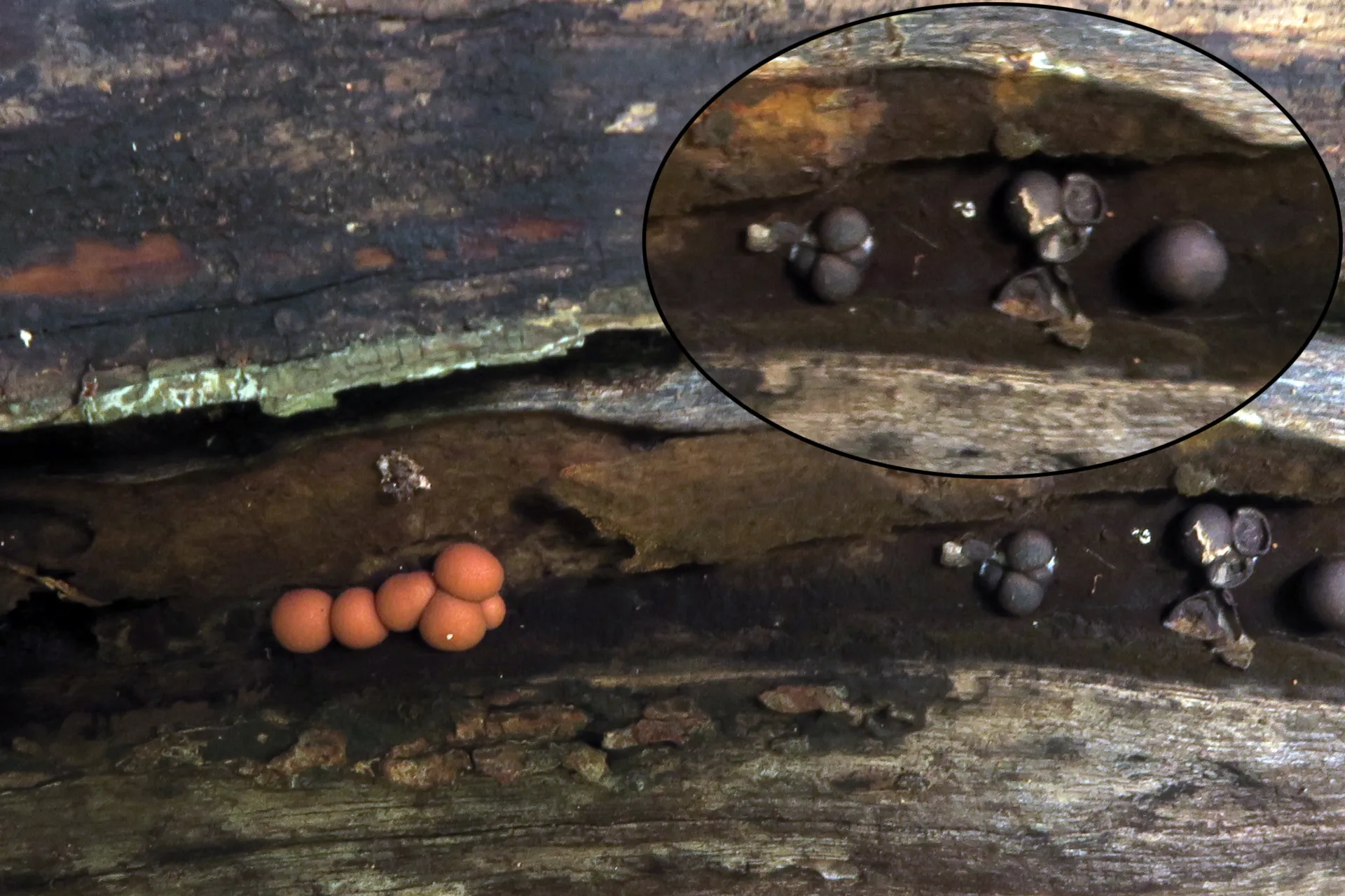 Lycogala epidendrum - 1  - copia